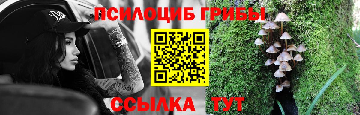 Галлюциногенные грибы Psilocybe  как найти   Юрга  Вход с VPN 